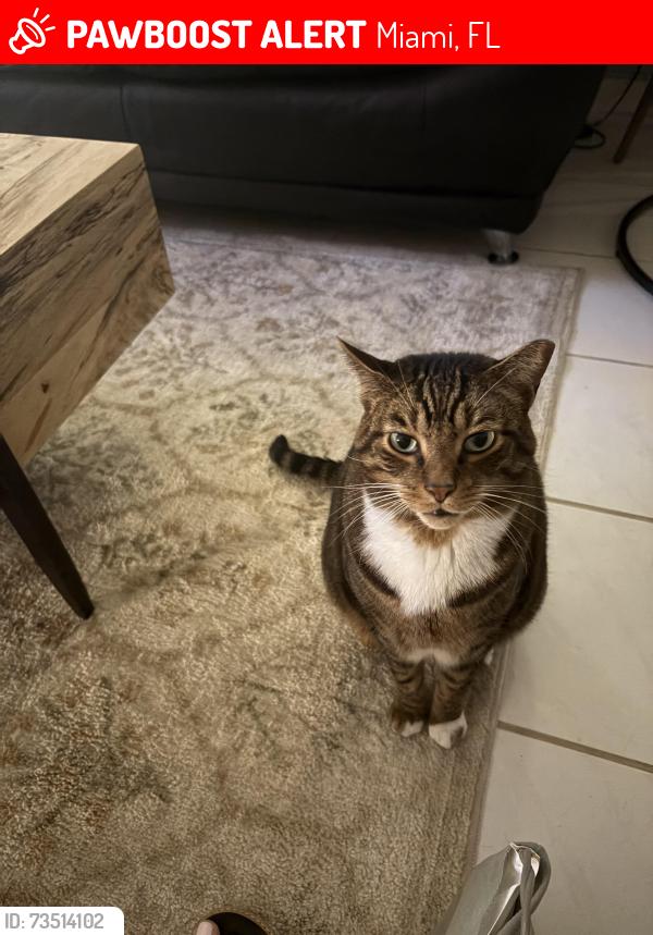 Lost Male Cat last seen Miller Drive/77th ave - Alpha & Omega Church, Miami, FL 33155