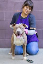 Shelter Stray Male Dog last seen Near Flat Shoals Rd SE, Atlanta, GA 30316, 30316, GA, 3280 Chamblee Dunwoody Rd, Chamblee, GA 30341, USA