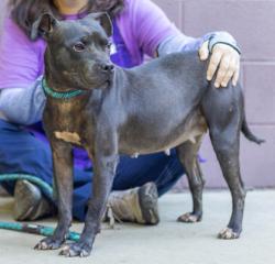 Shelter Stray Female Dog last seen Near Buford Hwy NE, Doraville, GA 30340, 30340, GA, 3280 Chamblee Dunwoody Rd, Chamblee, GA 30341, USA