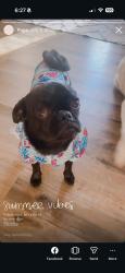 Reunited Male Dog last seen San Bernardino, CA, USA, San Bernardino, CA 92401