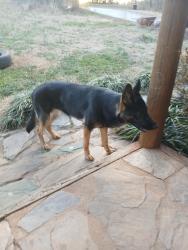 Lost Female Dog last seen Near bobby faucette road jonesville sc 29353, Jonesville, SC 29353