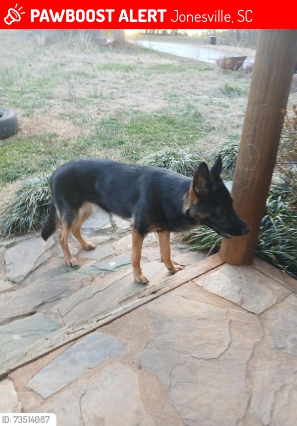 Lost Female Dog last seen Near bobby faucette road jonesville sc 29353, Jonesville, SC 29353