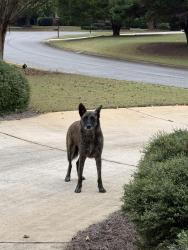 Found/Stray Male Dog last seen Grants Mill 119 Subdivision Hwy 119, Leeds, AL 35094
