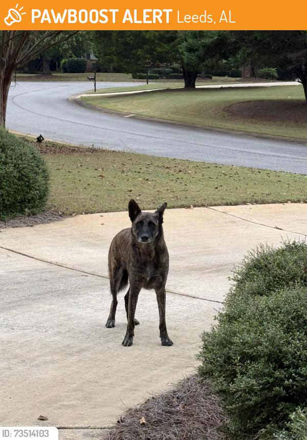 Found/Stray Male Dog last seen Grants Mill 119 Subdivision Hwy 119, Leeds, AL 35094