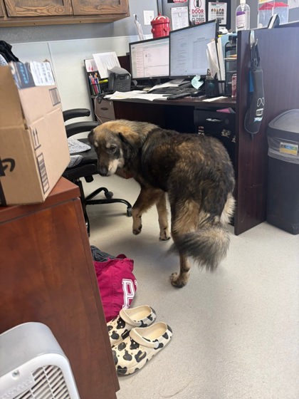 Shelter Stray Male Dog last seen brookshires, City of Alvarado, TX, 602 S Pkwy Dr, Alvarado, TX 76009, USA