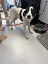 Shelter Stray Female Dog last seen brookshires, City of Alvarado, TX, 602 S Pkwy Dr, Alvarado, TX 76009, USA
