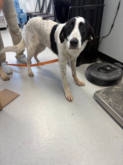 Shelter Stray Female Dog last seen brookshires, City of Alvarado, TX, 602 S Pkwy Dr, Alvarado, TX 76009, USA