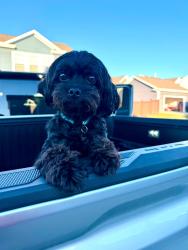 Reunited Male Dog last seen Train Tracks at Gadwall Lane and Sugar Ridge Lane - Spring Hill, TN, Spring Hill, TN 37174