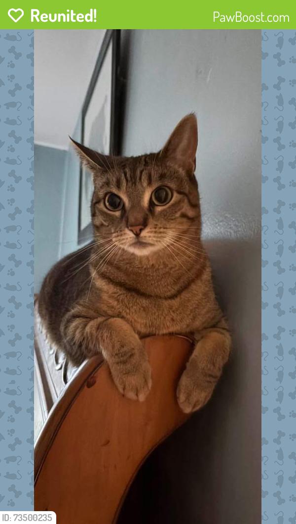 Reunited Female Cat last seen Sanders Rd & Oak Ave, Northfield Township, IL 60062