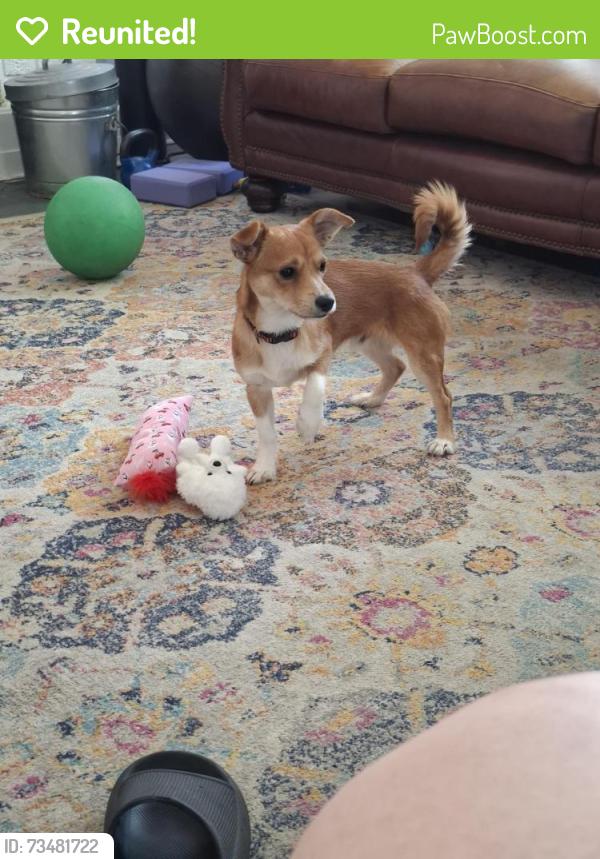 Reunited Male Dog last seen 14th street, Independence, MO 64052