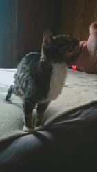 Reunited Male Cat last seen Pine dr & Blue run Ln buffaloe road Raleigh north carolina, Raleigh, NC 27616