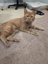 Found/Stray Male Cat last seen Center park, Omaha, NE 68130