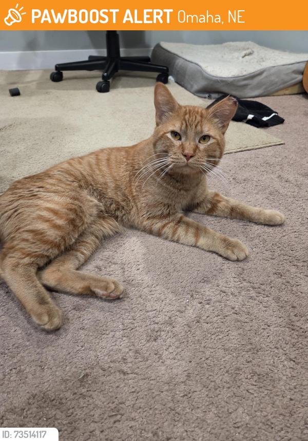 Found/Stray Male Cat last seen Center park, Omaha, NE 68130