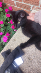 Found/Stray Unknown Cat last seen Yagger Bay, Hilliard, OH 43026