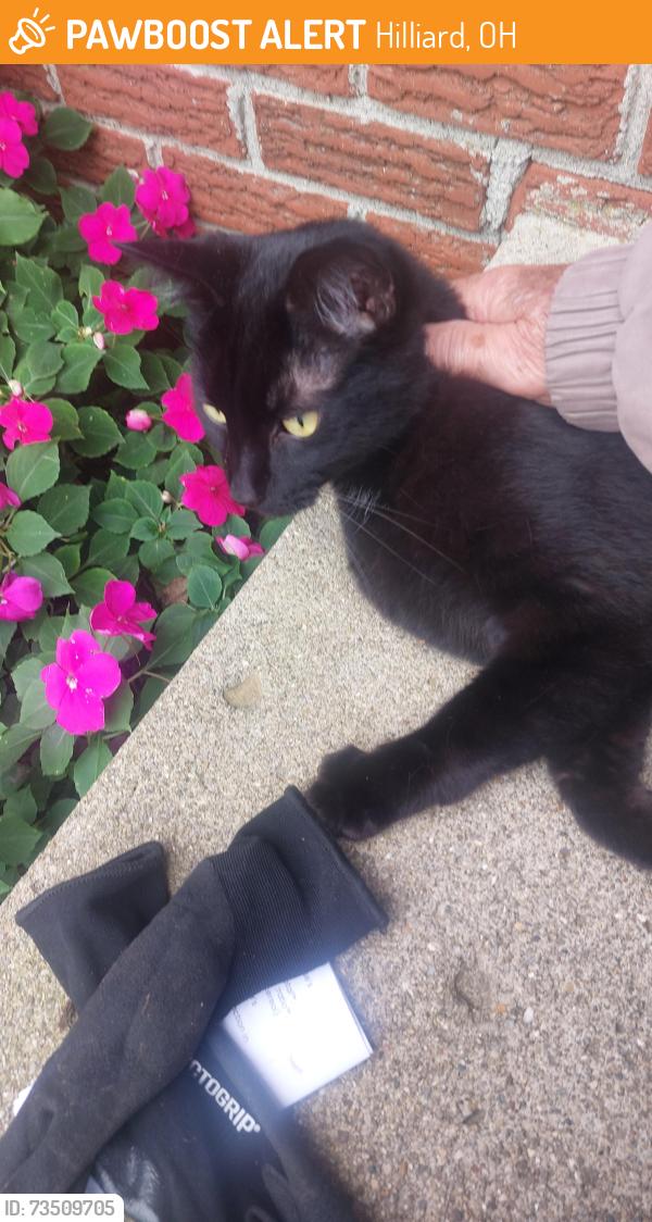 Found/Stray Unknown Cat last seen Yagger Bay, Hilliard, OH 43026