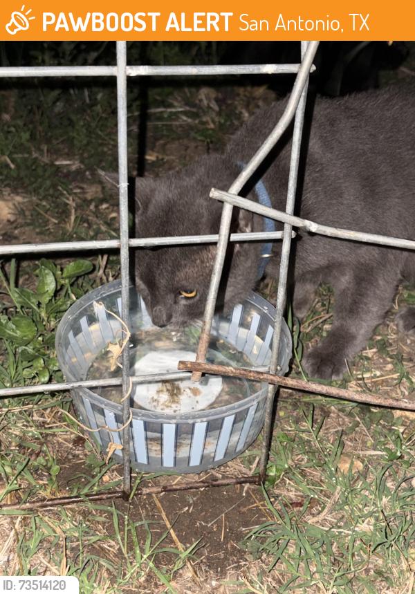Found/Stray Unknown Cat last seen Goliad and SE Military behind Target, San Antonio, TX 78223