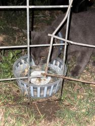 Found/Stray Unknown Cat last seen Goliad and SE Military behind Target, San Antonio, TX 78223