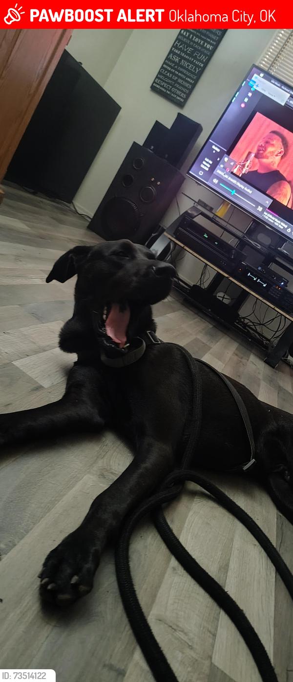Lost Male Dog last seen NW 10th St & n Tulsa Ave, Oklahoma City, OK 73127