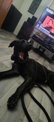 Lost Male Dog last seen NW 10th St & n Tulsa Ave, Oklahoma City, OK 73127