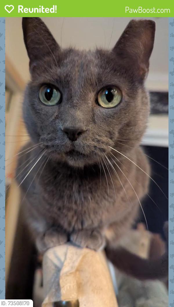 Reunited Female Cat last seen Near Alden's Oak, Kingwood, TX 77339, USA, Kingwood, TX 77339