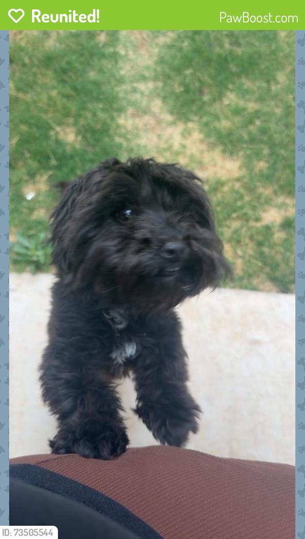 Reunited Male Dog last seen 10th st and fairpoint, Lubbock, TX 79416