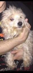 Lost Female Dog last seen Macon Rd., Memphis, TN 38134