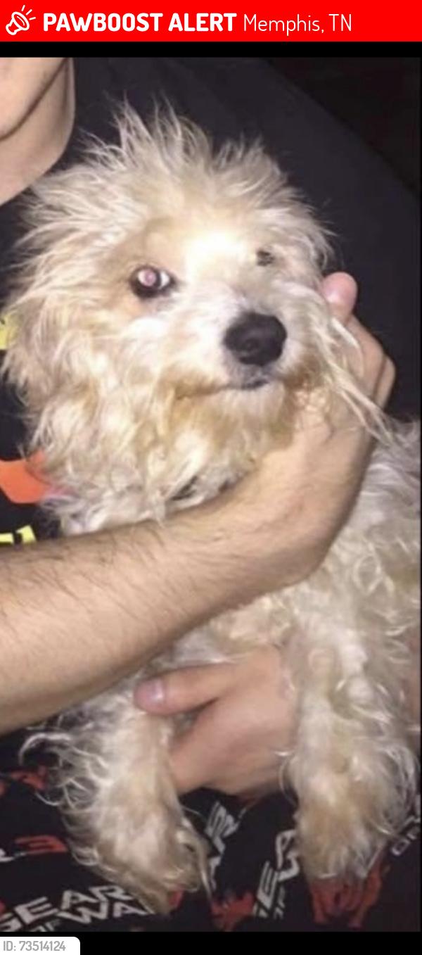 Lost Female Dog last seen Macon Rd., Memphis, TN 38134