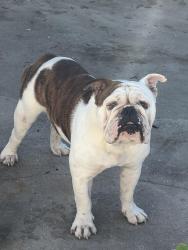 Found/Stray Male Dog last seen Madison Ave & Polk St, Fort Myers, FL 33916