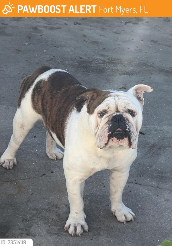 Found/Stray Male Dog last seen Madison Ave & Polk St, Fort Myers, FL 33916