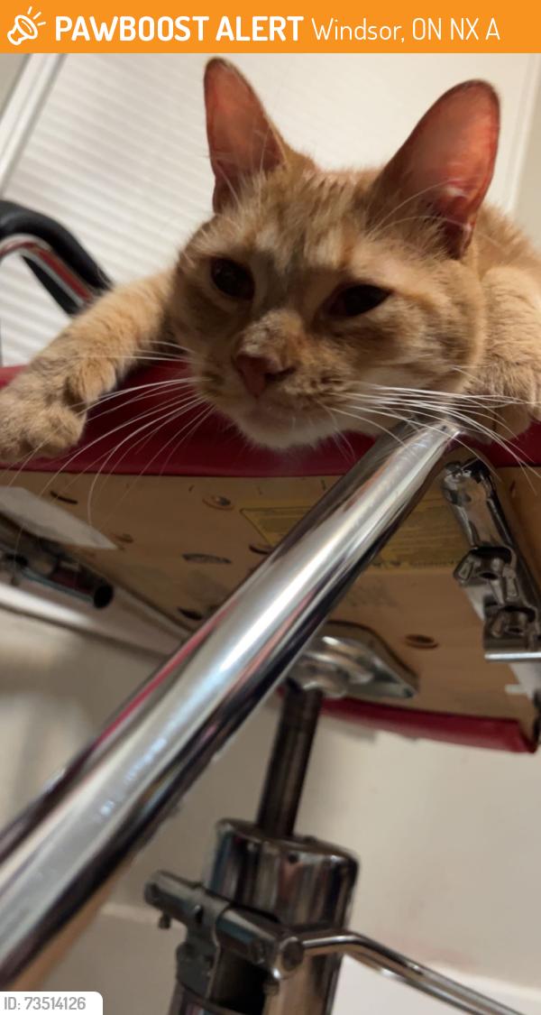 Found/Stray Unknown Cat last seen Gignac Playground, Windsor, ON N8X 4A8