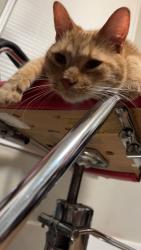 Found/Stray Unknown Cat last seen Gignac Playground, Windsor, ON N8X 4A8