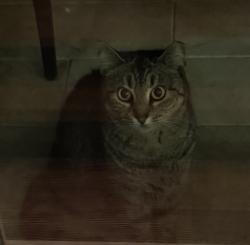 Reunited Female Cat last seen Near Harper St, Houston, TX 77005, USA, Houston, TX 77005