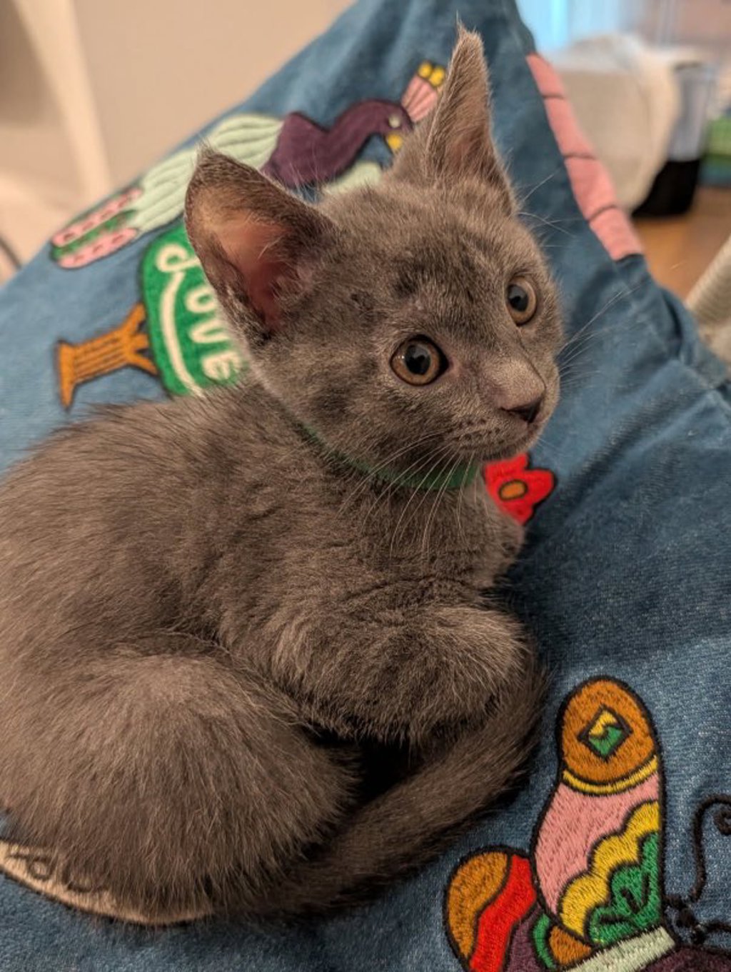 Shelter Stray Female Cat last seen Near Burnet Drive, Escondido, CA, 92027, Escondido, CA 92027, USA