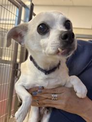Shelter Stray Male Dog last seen walton and beacon hill, AUBURN HILLS, MI, 48321, 1200 N Telegraph Building 42E, Pontiac, MI 48340, USA