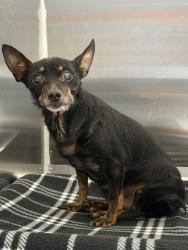 Shelter Stray Female Dog last seen Near Old Oak Court, PONTIAC, MI, 48340, 1200 N Telegraph Building 42E, Pontiac, MI 48340, USA