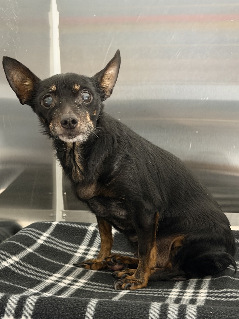 Shelter Stray Female Dog last seen Near Old Oak Court, PONTIAC, MI, 48340, 1200 N Telegraph Building 42E, Pontiac, MI 48340, USA