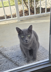 Found/Stray Male Cat last seen Hudson 5401 apmts, Raleigh, NC 27616