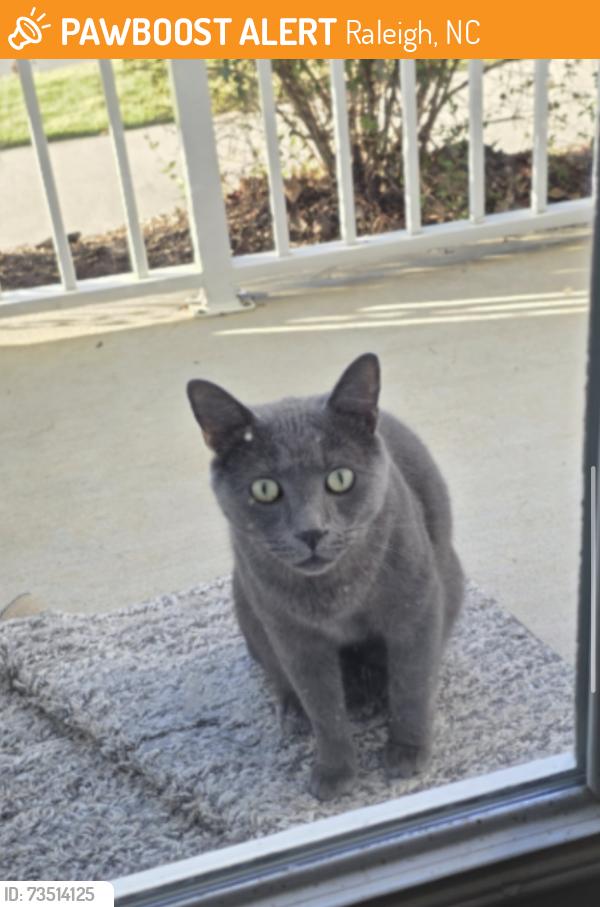 Found/Stray Male Cat last seen Hudson 5401 apmts, Raleigh, NC 27616