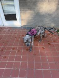 Reunited Unknown Dog last seen Coleman, Knoxville, TN 37909