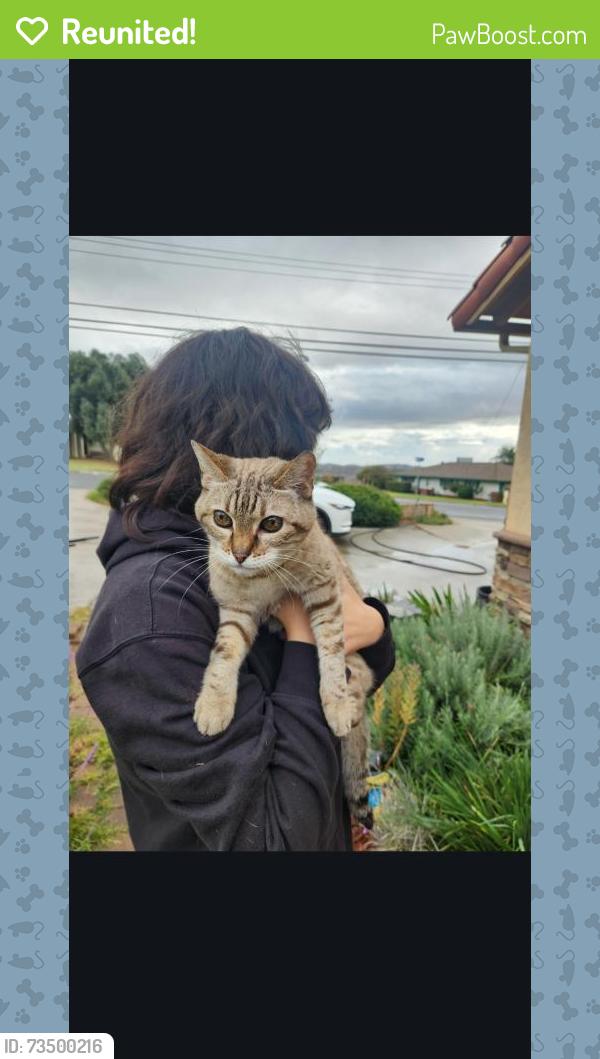 Reunited Unknown Cat last seen Burna Mesa and Mesa Grande, Calimesa, CA 92320