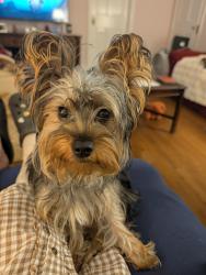 Lost Female Dog last seen Philadelphia Pike Bellevue Rd, Wilmington, DE 19809