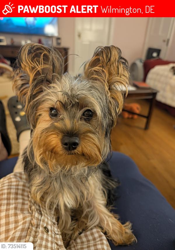 Lost Female Dog last seen Philadelphia Pike Bellevue Rd, Wilmington, DE 19809