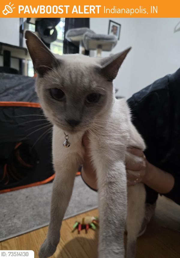 Found/Stray Female Cat last seen 43nd and Forest Manor, Indianapolis, IN 46226
