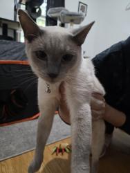 Found/Stray Female Cat last seen 43nd and Forest Manor, Indianapolis, IN 46226