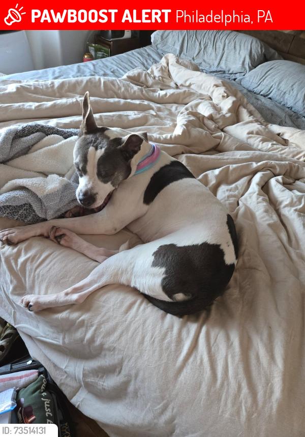 Lost Male Dog last seen 18th and wharton, Philadelphia, PA 19146