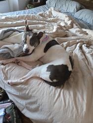 Lost Male Dog last seen 18th and wharton, Philadelphia, PA 19146