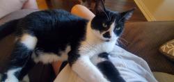 Reunited Female Cat last seen Near Cedar Run Road Newark, OH 43055, Newark, OH 43055