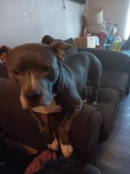 Lost Male Dog last seen Nw 34th and N MacArthur Blvd, Oklahoma City, OK 73122