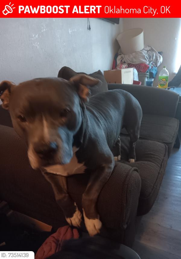 Lost Male Dog last seen Nw 34th and N MacArthur Blvd, Oklahoma City, OK 73122