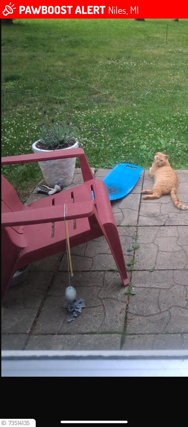 Lost Male Cat last seen Leet rd, Niles, MI 49120